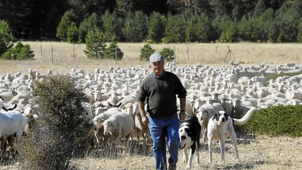 Urbano Soriano, con el rebaño de ovejas con el que hará el viaje a pie hasta los pastos de Jaén.