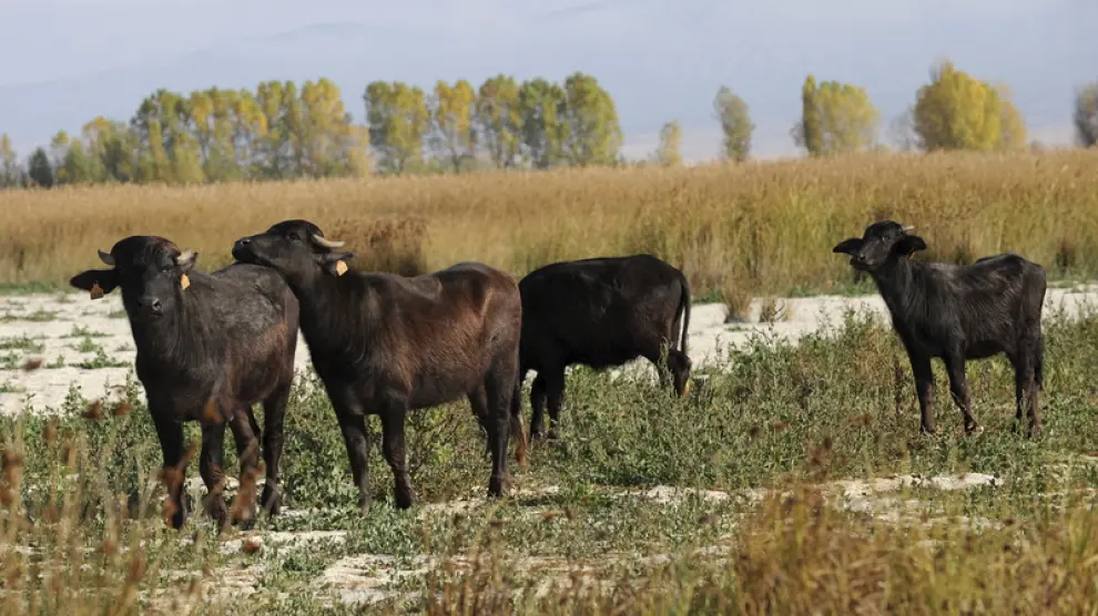 La manada de búfalos, compuesta por ejemplares jóvenes, pasta entre la vegetación.