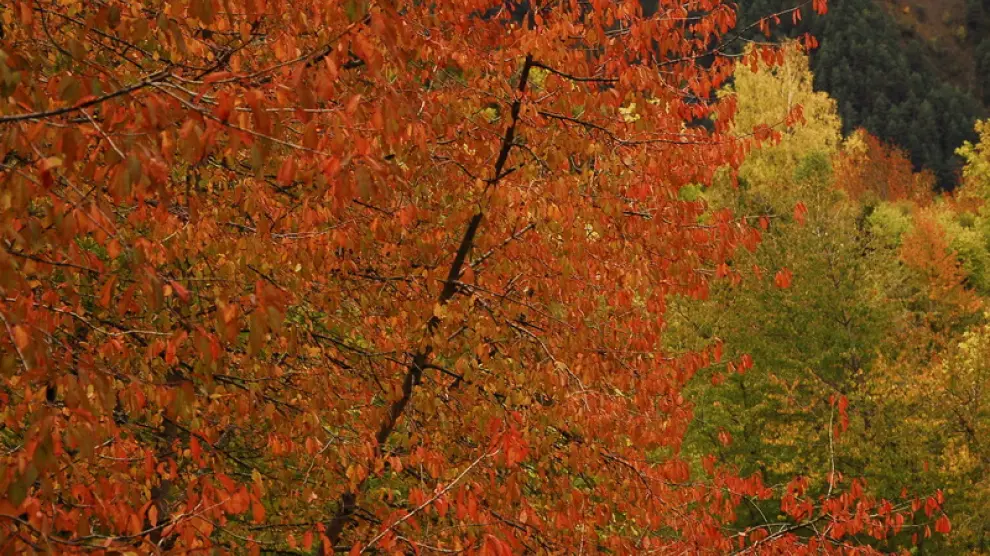 El paisaje otoñal de los bosques altoaragoneses cuenta durante estas fechas con el particular color de este árbol asilvestrado.