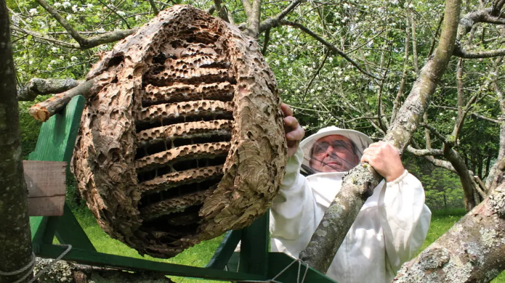 El presidente de los apicultores de Guipúzcua, con un nido de avispa invasora