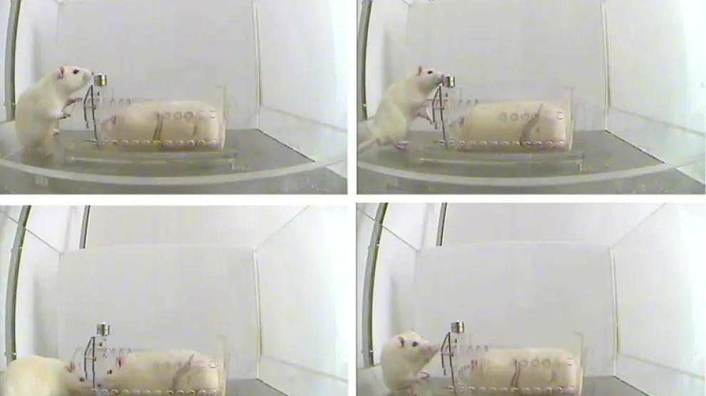 Combo de fotos de dos ratas en un laboratorio