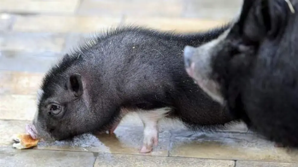 Aspecto de un cerdo vietnamita