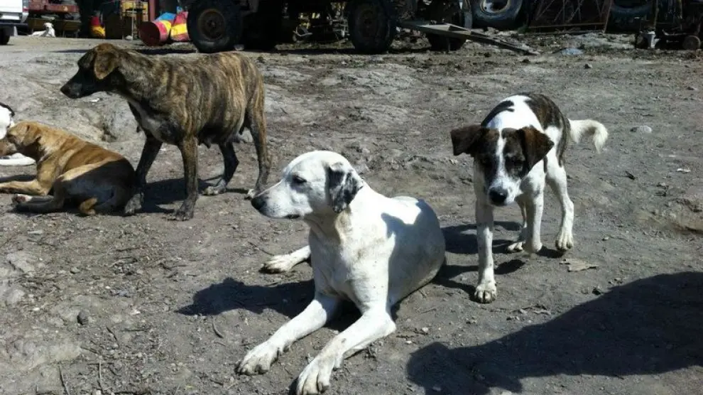 Medio centenar de perros vivían hacinados en una granja de Ricla