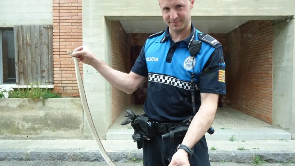 El agente con la serpiente capturada