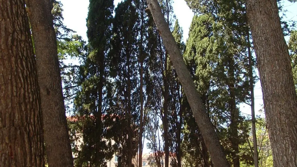 El pinar del parque Miguel Servet de Huesca, donde también pueden encontrarse cupresáceas