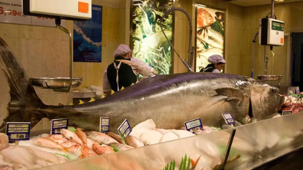 Un atún rojo de 337 kilos