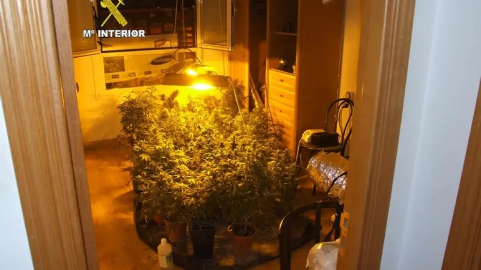 Las plantas de marihuana localizadas en el piso