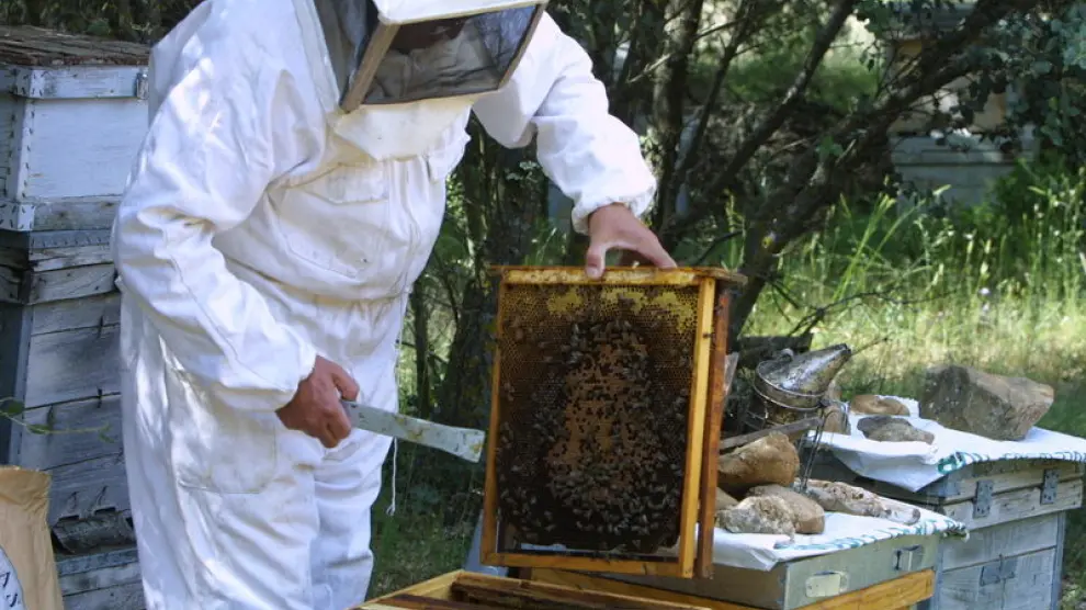 Un apicultor aragonés trabaja en sus colmenas