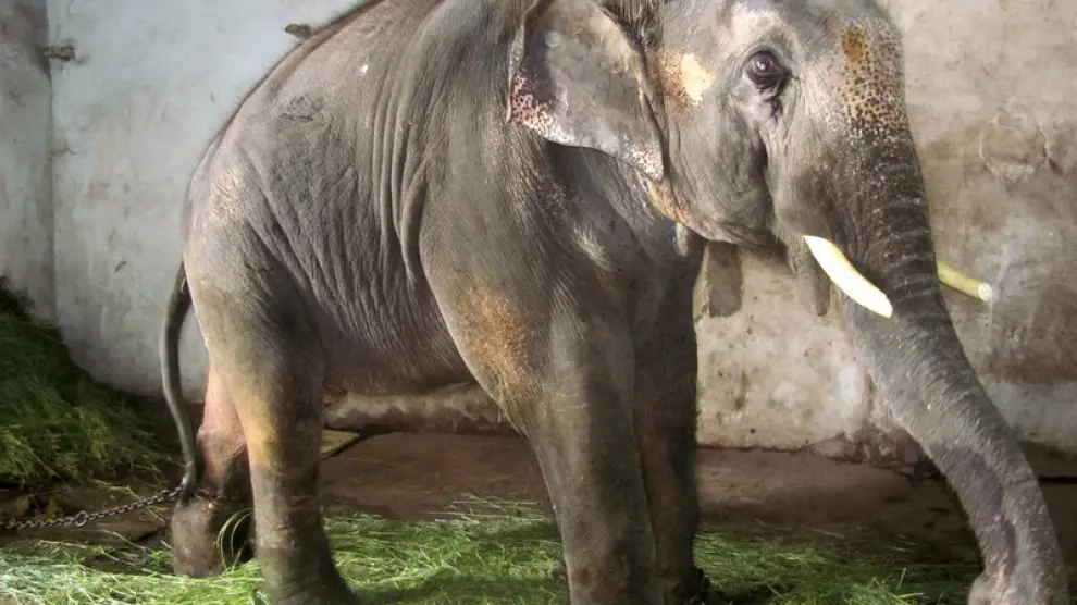 El elefante Sunder vive confinado en un templo hindú