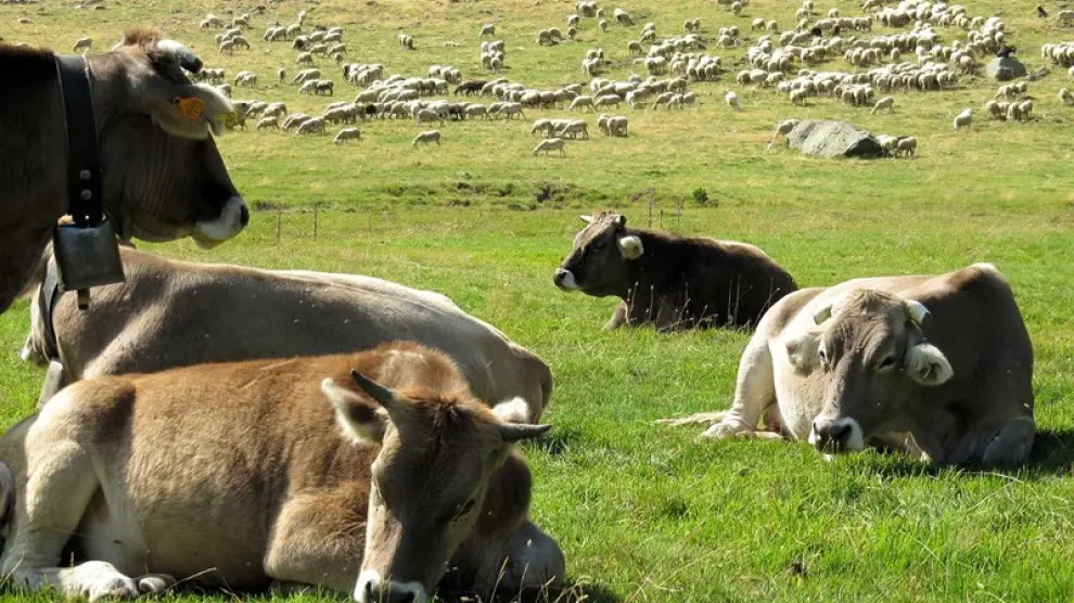Vacas en los Llanos del Hospital