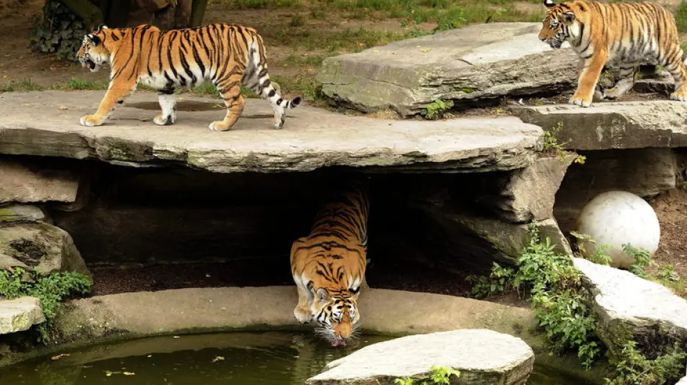 Tigres en las instalaciones del zoo de Colonia.
