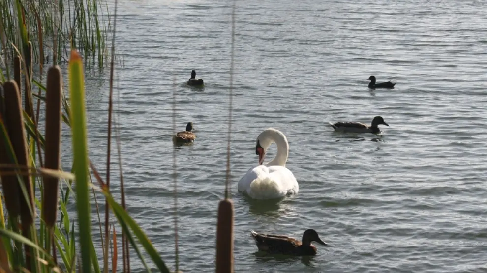 Cisnes y patos conviven en el agua (Archivo)