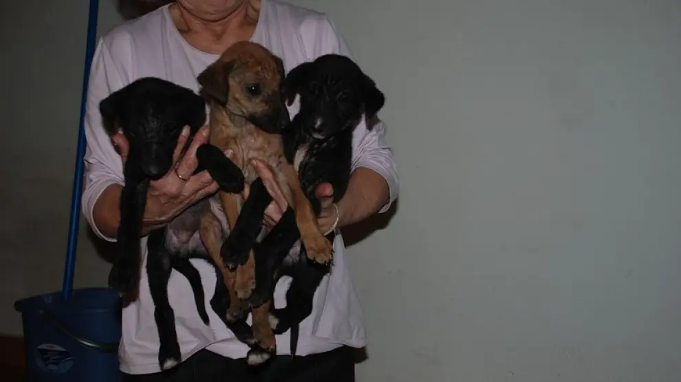 Tres cachorros abandonados que fueron recogidos por la protectora ARMANTES.