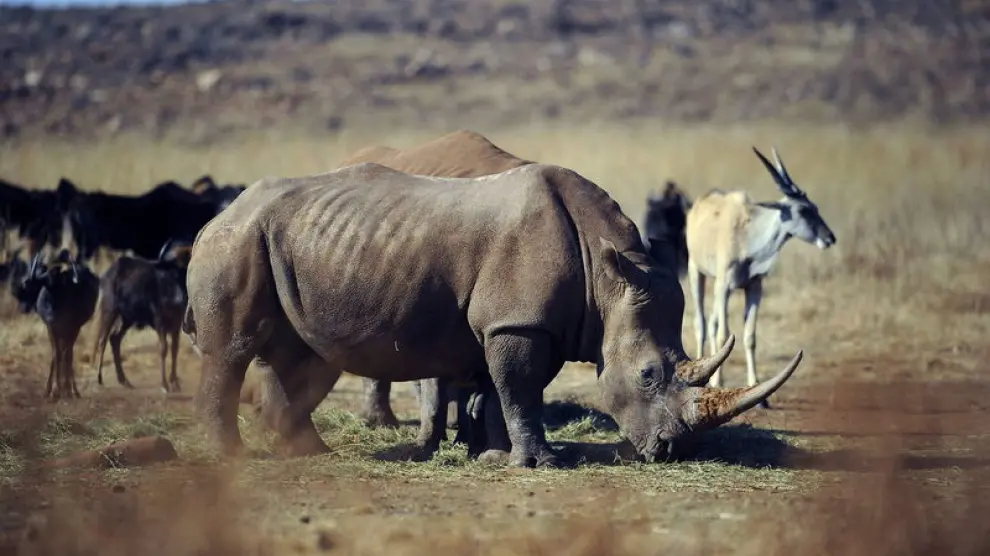 Ejemplar de rinoceronte