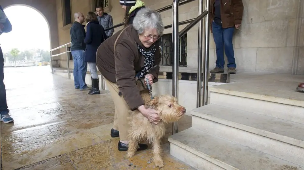 El perro maltratado en Teruel