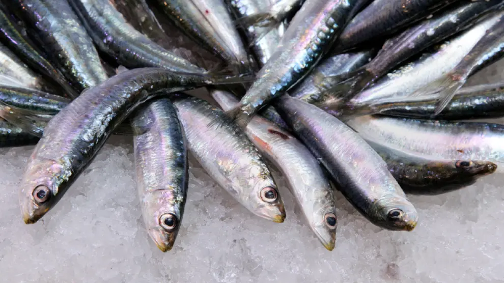 La festividad de San Juan Bautista marca el comienzo de la temporada de sardinas