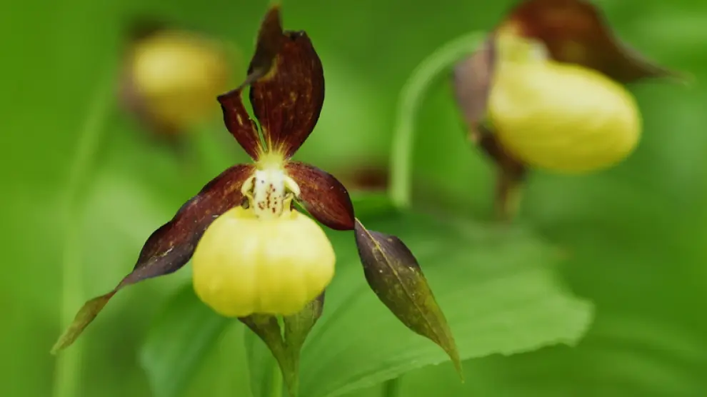 Ejemplar de la orquídea zapatito de dama