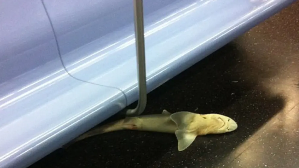 El tiburón encontrado en el metro de Nueva York