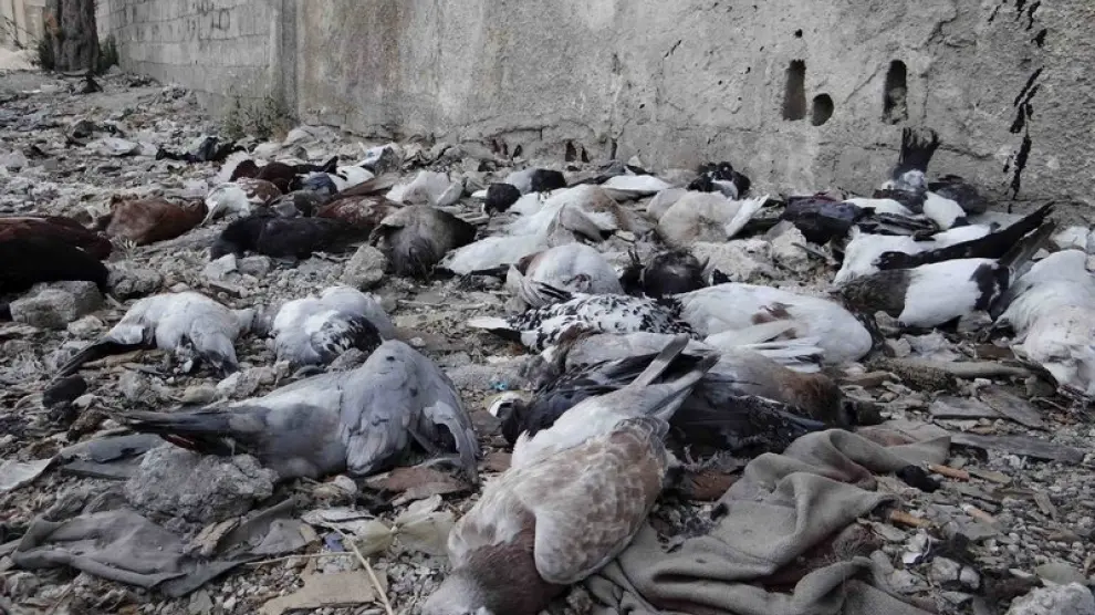 La oposición siria muestra decenas de aves muertas como prueba del ataque químico
