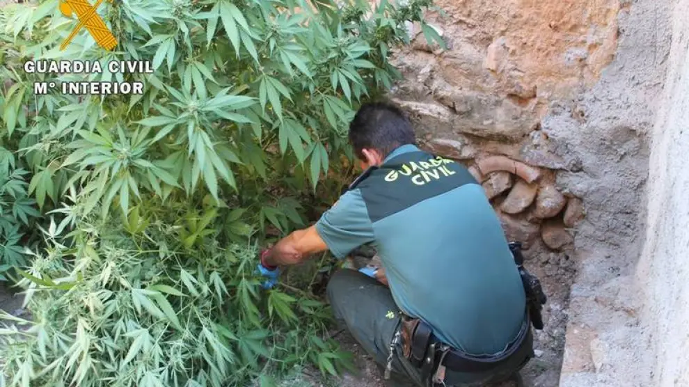 Incautaciones de marihuana en la provincia de Zaragoza