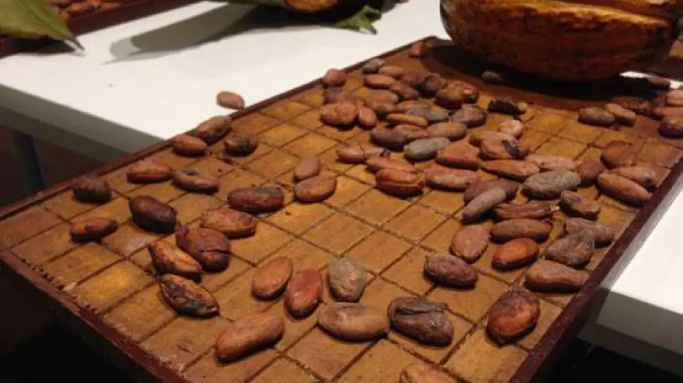 Habas de cacao en la recreación de una plantación de cacao en el centro de Madrid