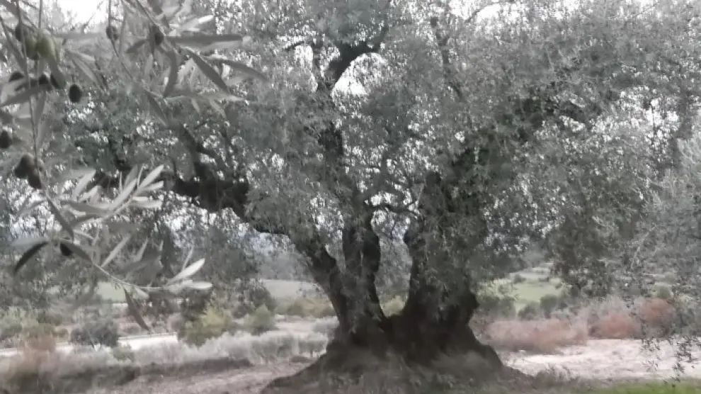 La cosecha de oliva del Bajo Aragón no será tan mala como el año pasado, pero tampoco buena