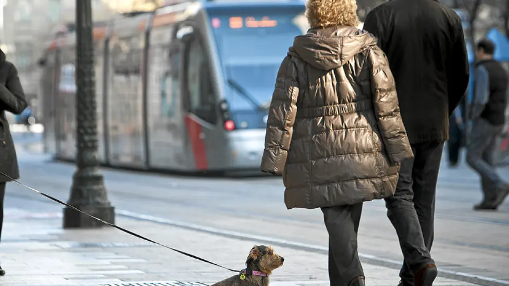 Las mascotas ya pueden subir al transporte público