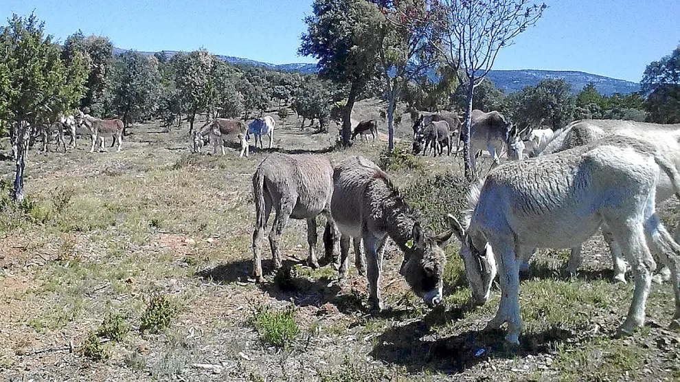 Imagen de archivo de varios burros pastando.