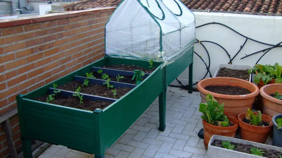En su terraza, Ángela tiene plantadas hortalizas de temporada.