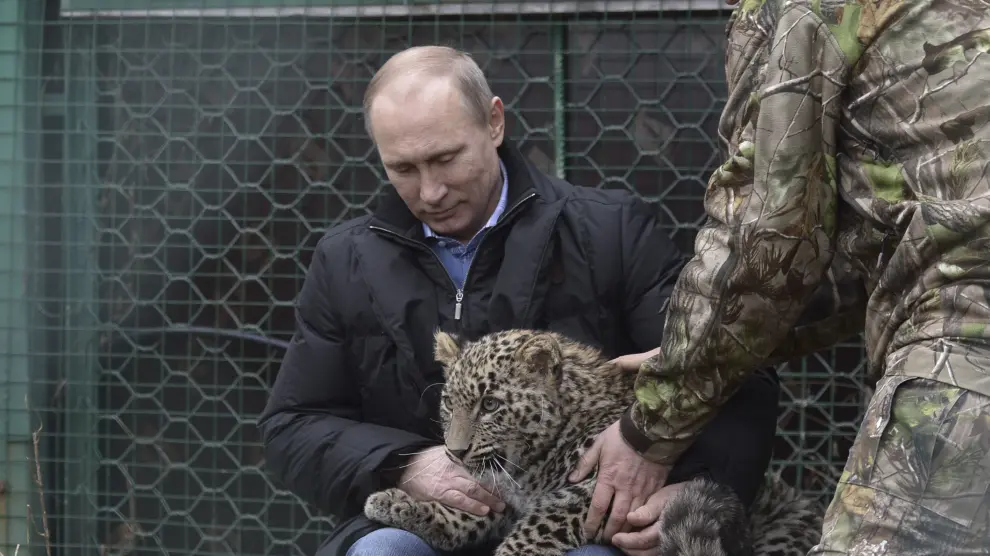 Putin con el cachorro de leopardo 'Grom'