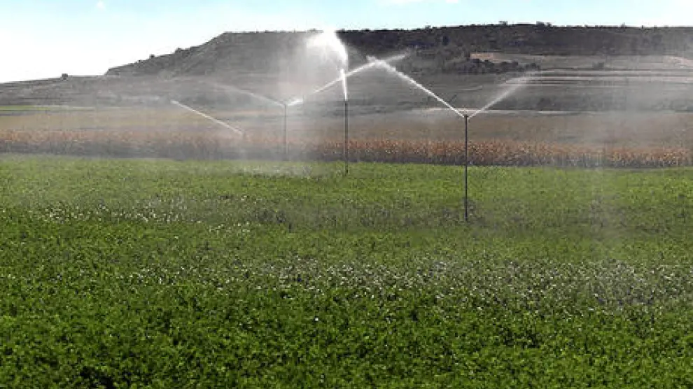 Riego por aspersión en un campo de alfalfa en la provincia de Huesca