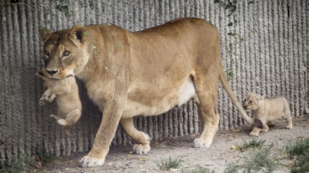Imagen de archivo de unos leones en el Zoo de Copenhague