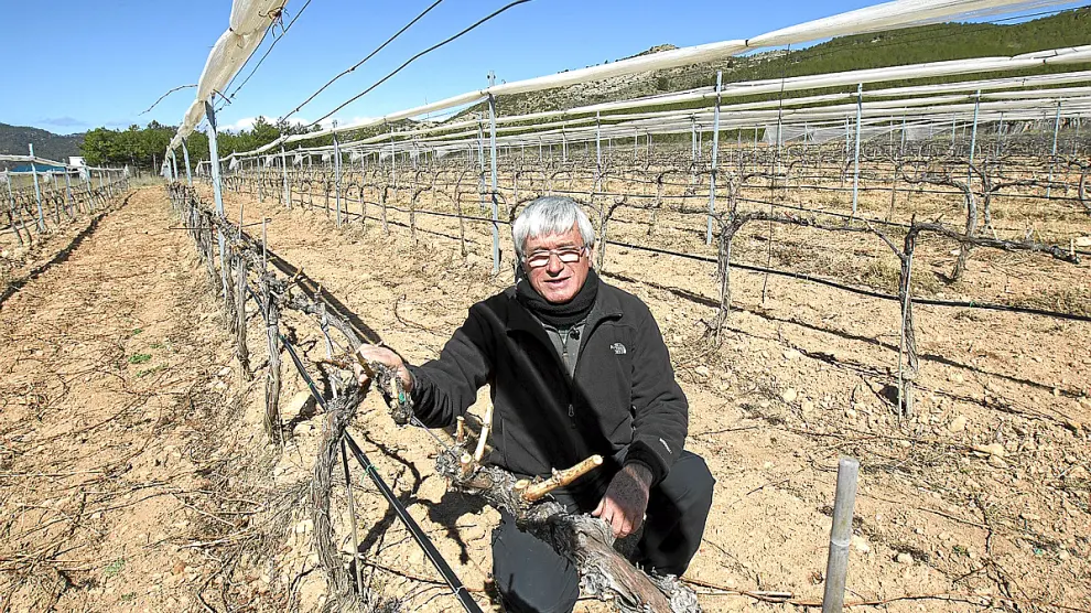 El gerente de la bodega, Jesús Romero, en sus viñas de Rubielos de Mora.