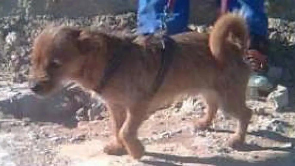 Wilson, uno de los perros en adopción en Alcañiz