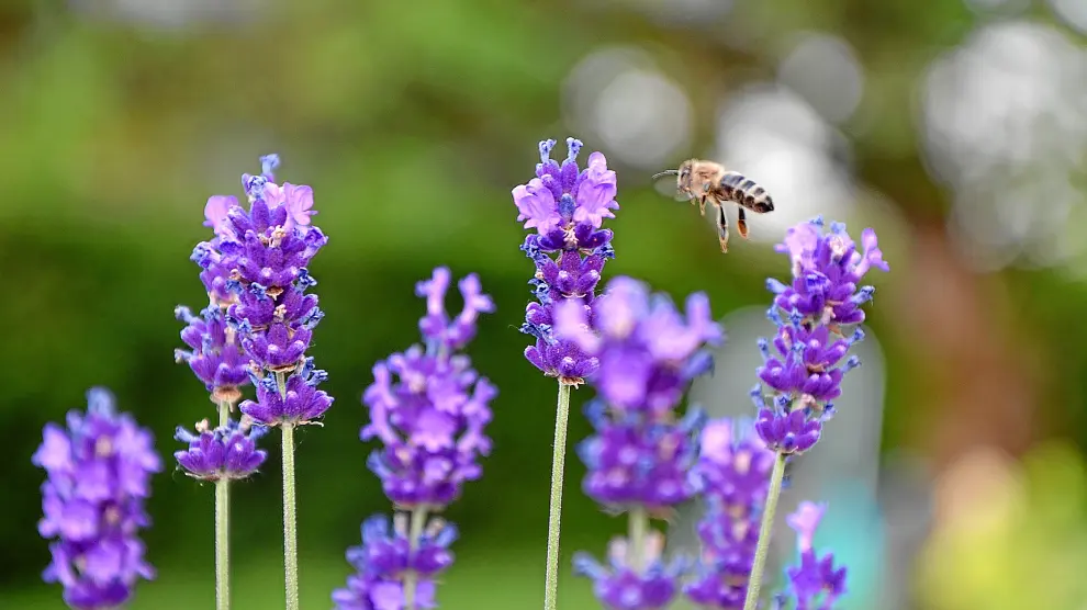 La polinización, que tiene como protagonistas a las abejas, es clave en la proliferación de alergias en primavera.
