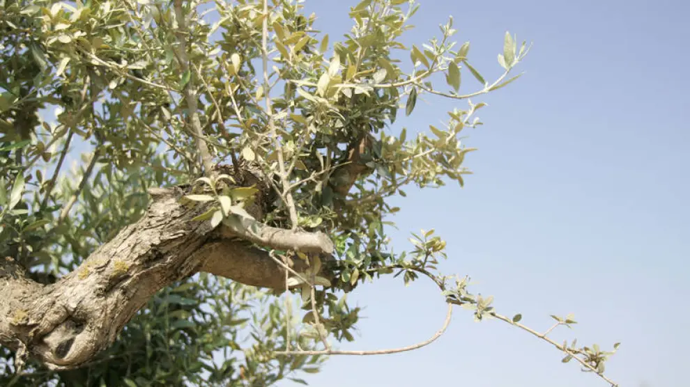 Se han identificado diez nuevas variedades de olivo en Huesca