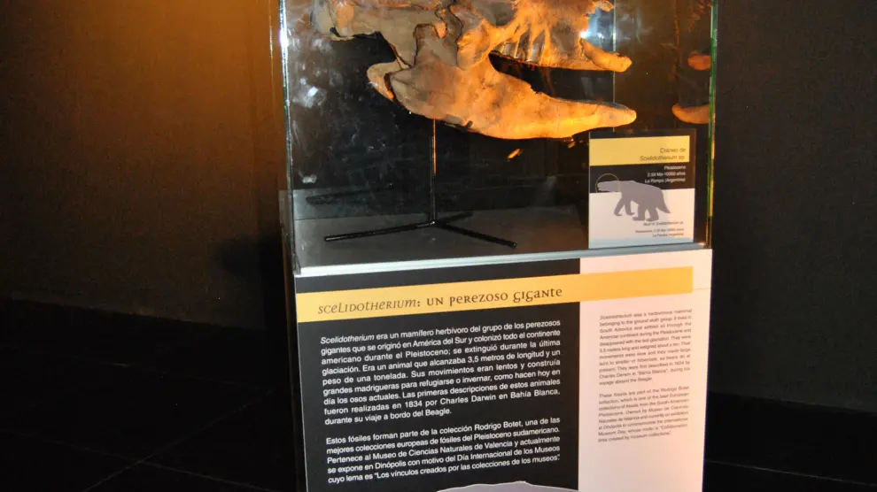 Cráneo de perezoso gigante expuesto en Dinópolis