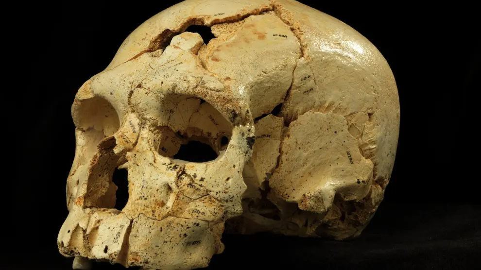 Uno de los cráneos encontrados en el yacimiento burgalés
