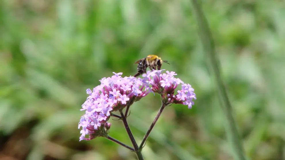La dispersión de polen obliga a las abejas al contacto directo con la neurotoxina