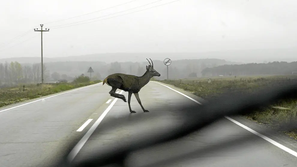 Un ciervo joven atraviesa una carretera a pocos metros del vehículo donde se capta la foto.