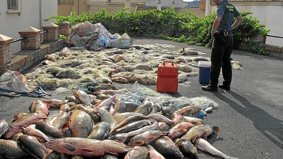 Los 2.000 kilos de pescado y las redes, frente al cuartel de la Guardia Civil de Caspe.