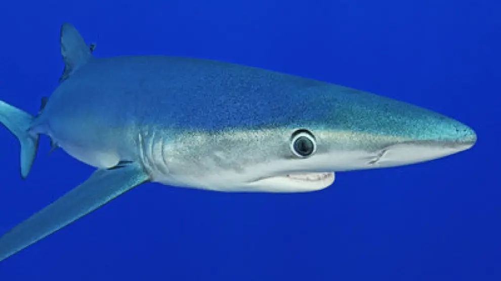 Tres tiburones azules han sido avistados en las playas catalanas