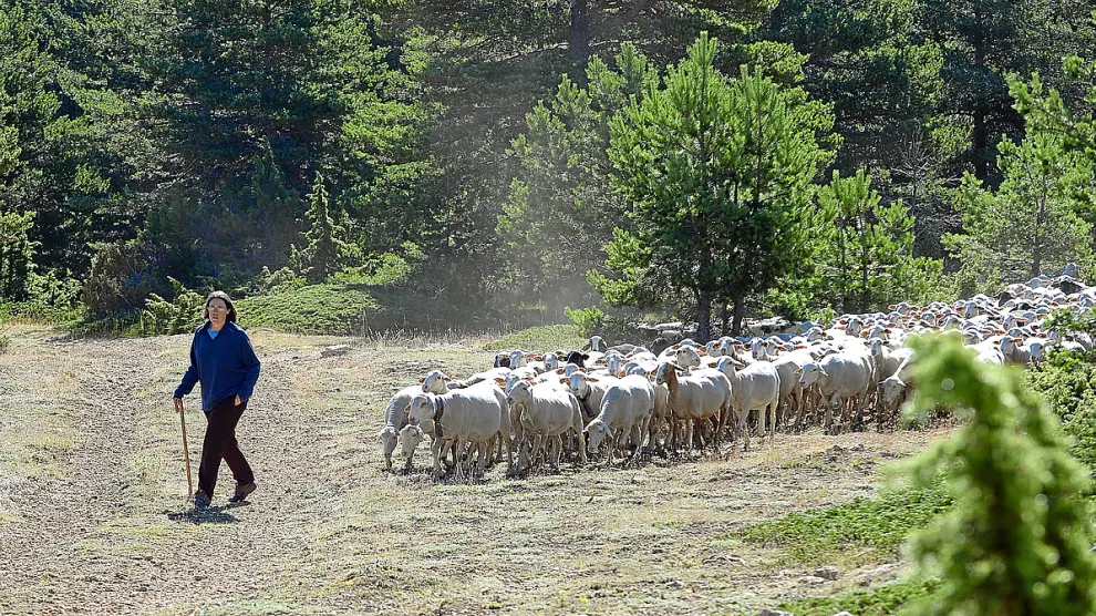 Nieves Loras realiza labores de pastoreo en un cortafuegos del Sollavientos, en Allepuz. jorge escudero