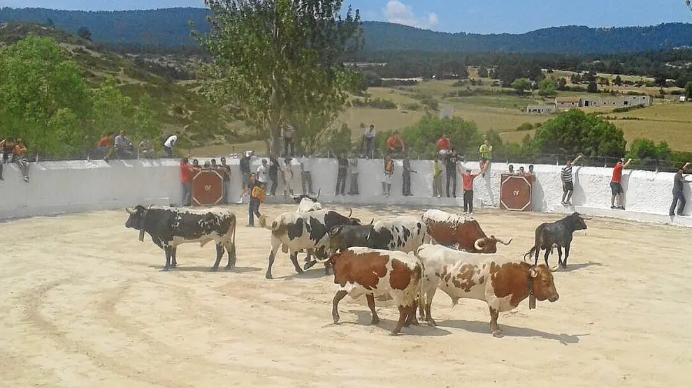 Los novillos y los cabestros, ya en la plaza de toros, tras el tradicional encierro.