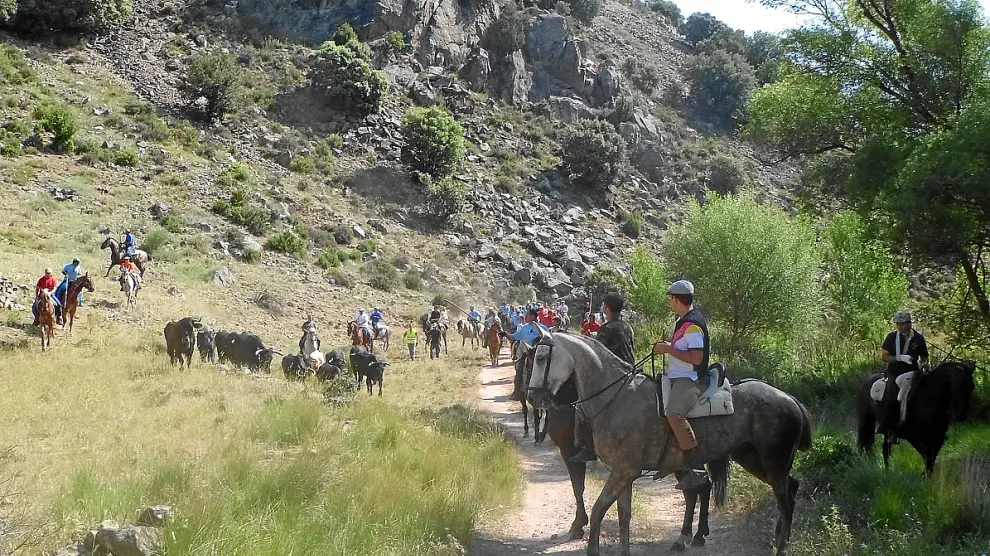Los caballistas, conduciendo al rebaño de vacas avileñas por los montes de Aranda.