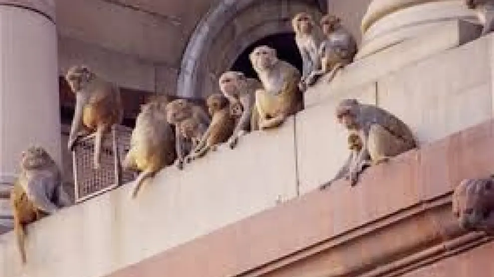 Monos en el parlamento indio