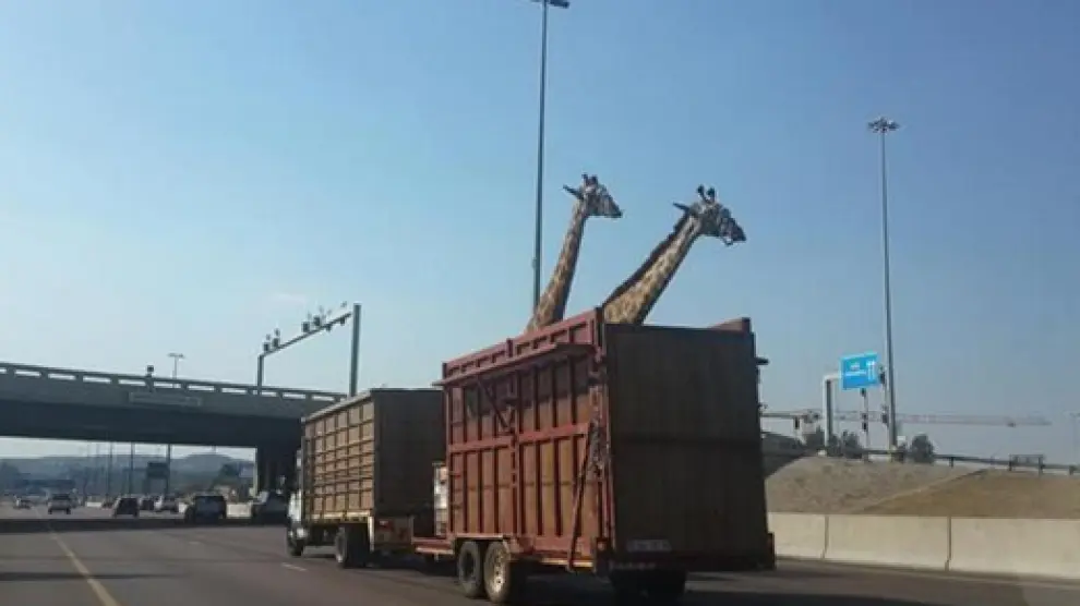Las dos jirafas, momentos antes del accidente
