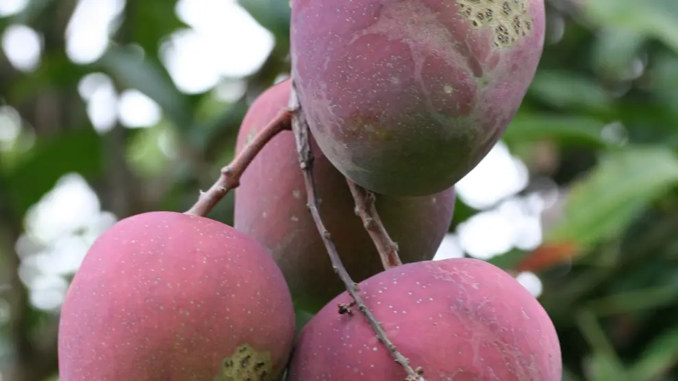 El mango es un excelente antitusivo, expectorante y ayuda a combatir la tos seca