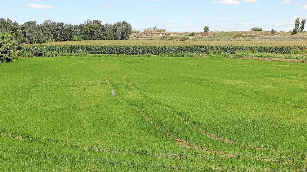 Campo de arroz puesto en cultivo para la próxima cosecha en la localidad de Lalueza.