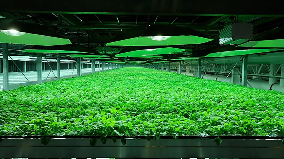 Plantación de tabaco usada para la elaboración del fármaco Zmapp, en Kentucky (Estados Unidos).